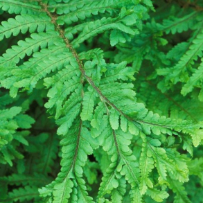 Dryopteris filix-mas Cristata - Almindelig Mangel�v