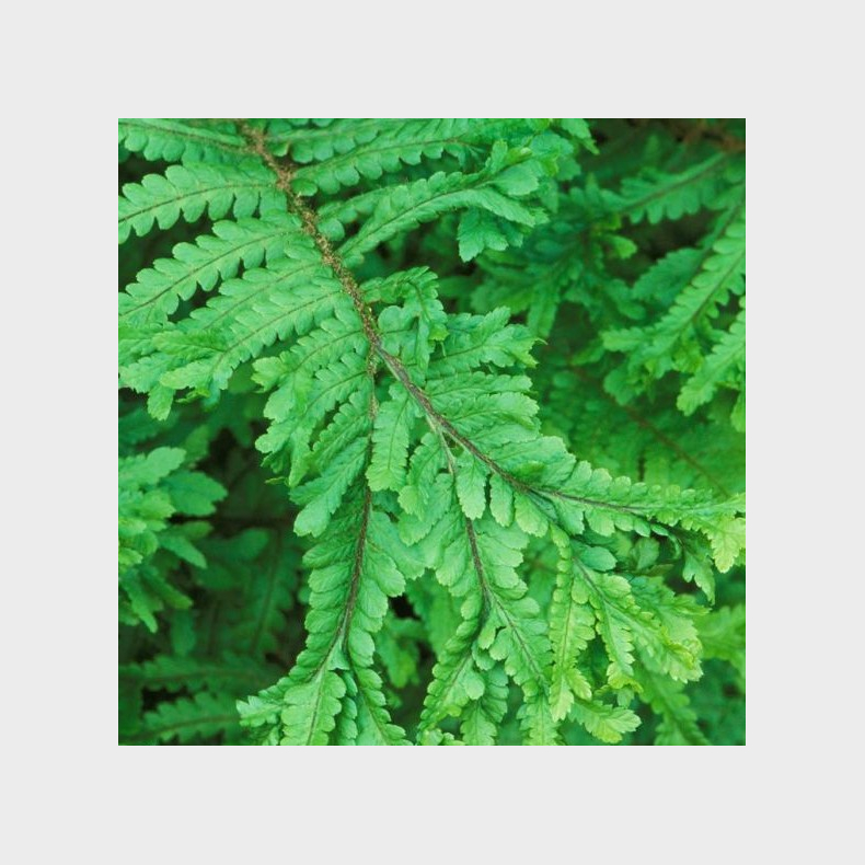Dryopteris filix-mas Cristata - Almindelig Mangel�v