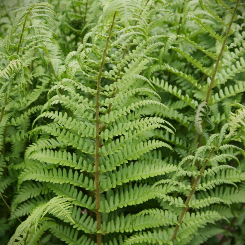 Dryopteris filix-mas - Almindelig Mangel�v