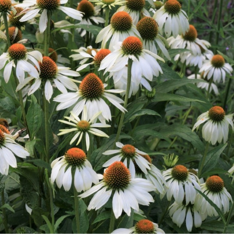 Echinacea purpurea Alba - Hvid Solhat