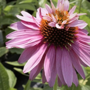 Echinacea purpurea Double decker- Purpursolhat