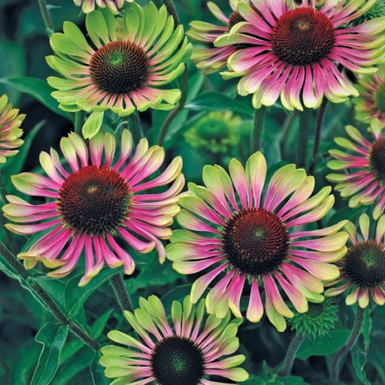 Echinacea purpurea Green Twister - Purpursolhat
