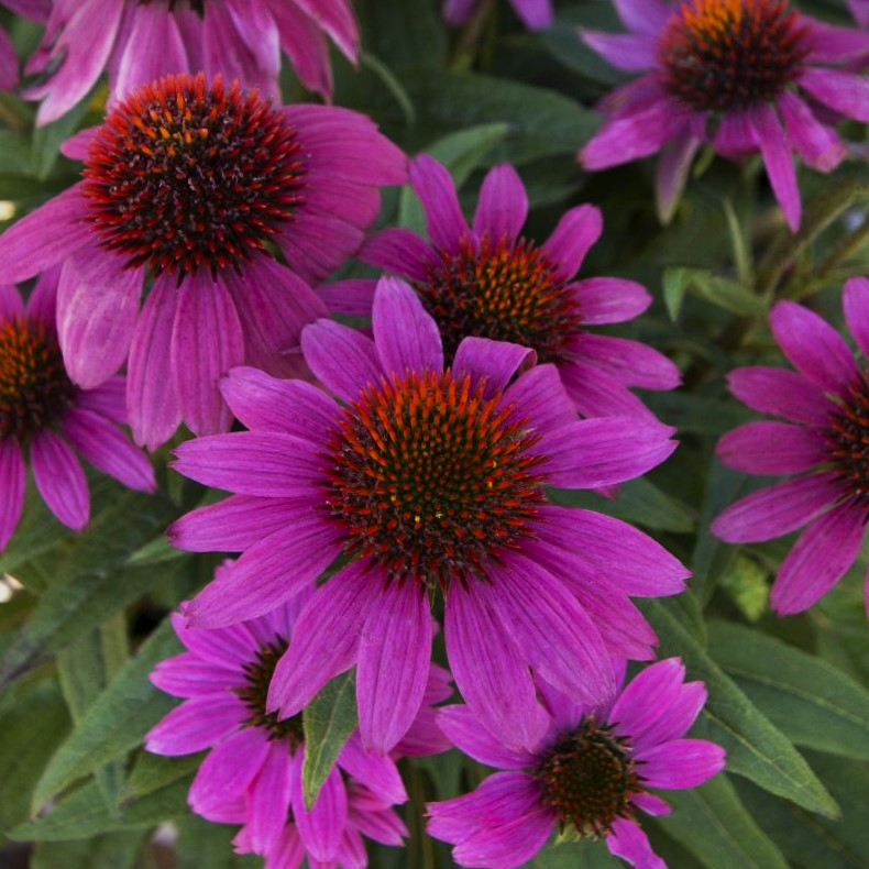 Echinacea purpurea Pow Wow Wild Berry - Solhat