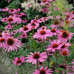 Echinacea purpurea Rubinstern - Purpursolhat