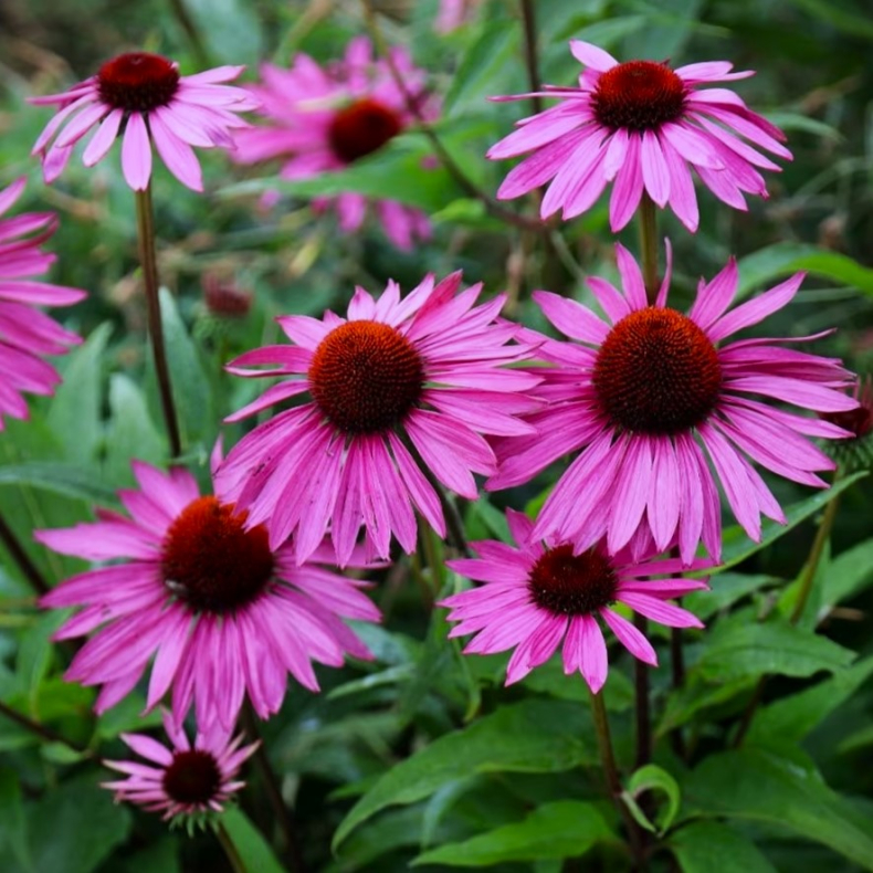 Echinacea purpurea Rubinstern - Purpursolhat