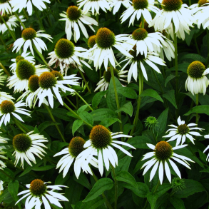 Echinacea purpurea White Swan - Purpur solhat