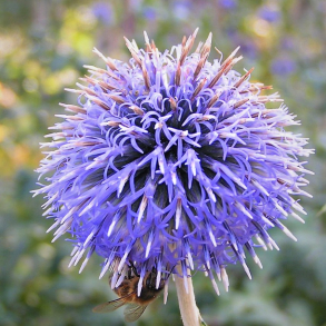 Echinops bannaticus Blue Glow - Tidselkugle