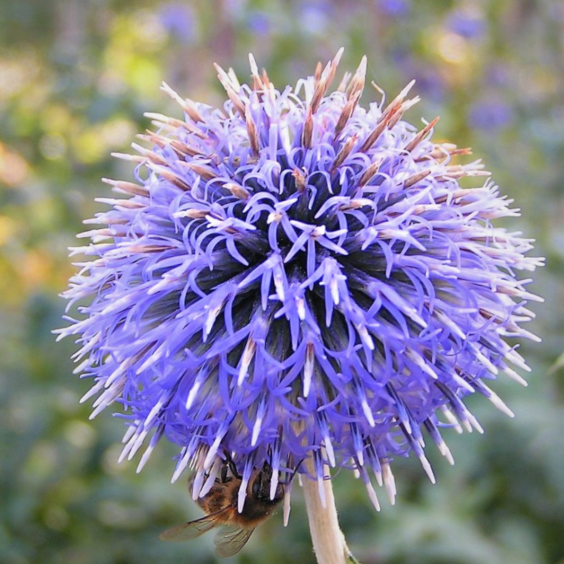 Echinops bannaticus Blue Glow - Tidselkugle