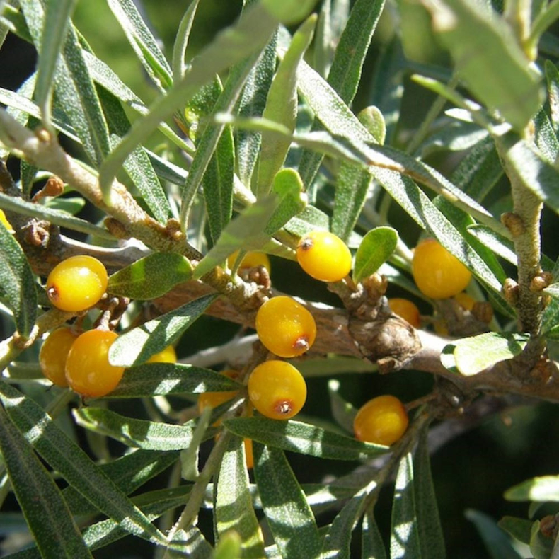 Elaeagnus umbellata Pointila Fortunella - Skrmslvblad