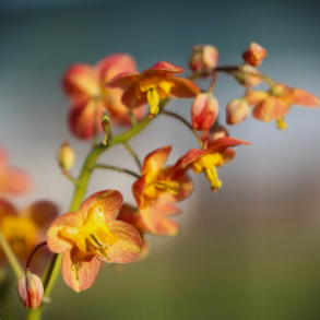 Epimedium  warleyense Ellen Willmott - Bispehue