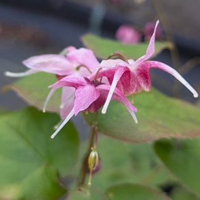 Epimedium Pretty in Pink - Bispehue 