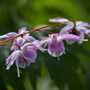 Epimedium grandiflorum Akebono - Bispehue