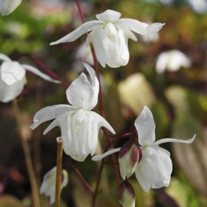 Epimedium grandiflorum Elfenknigin - Bispehue
