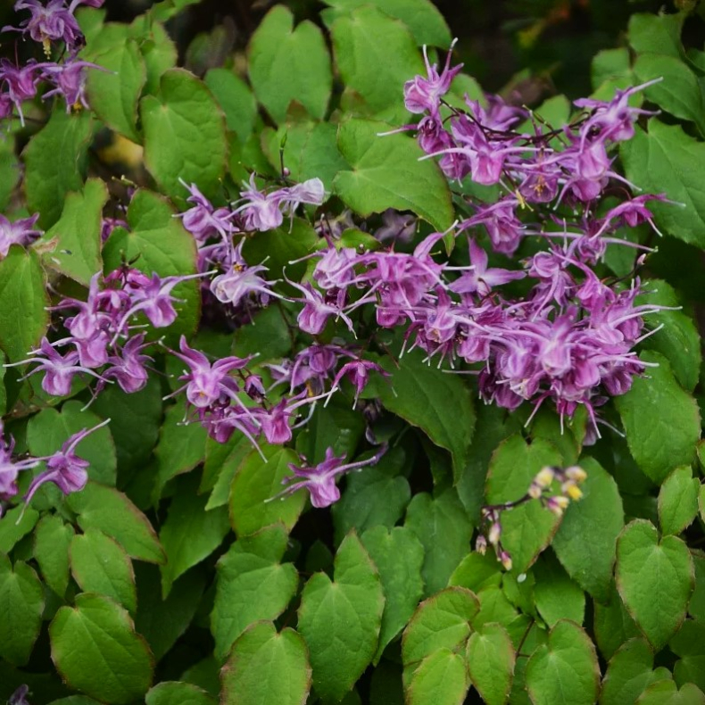 Epimedium grandiflorum Lilac Bicolor - Bispehue