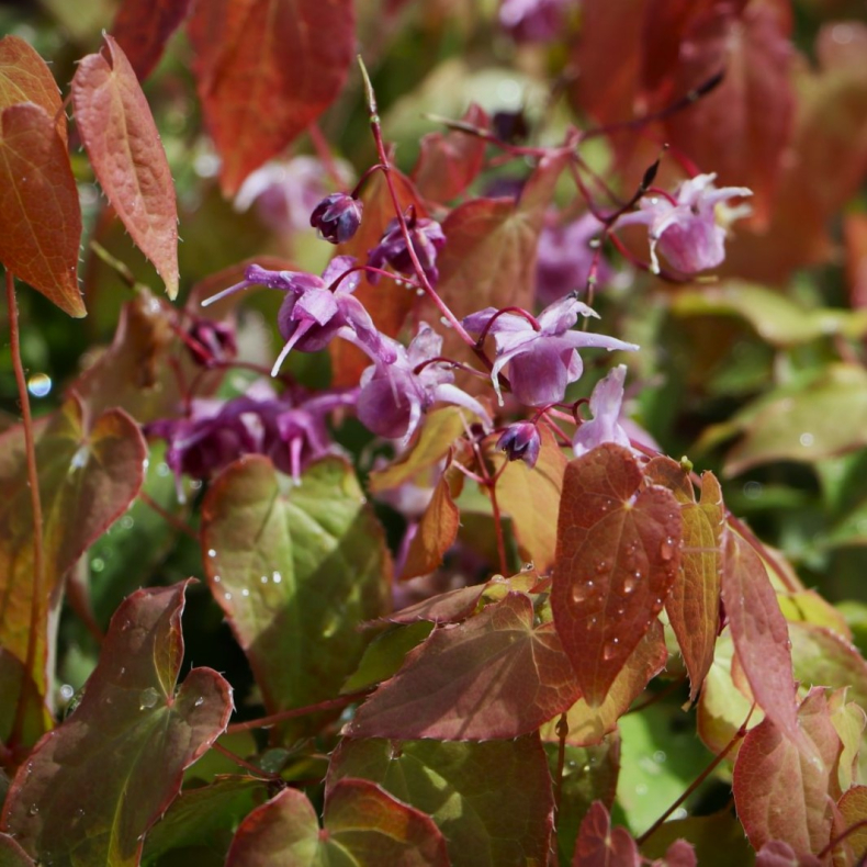 Epimedium grandiflorum Lilafee - Bispehue