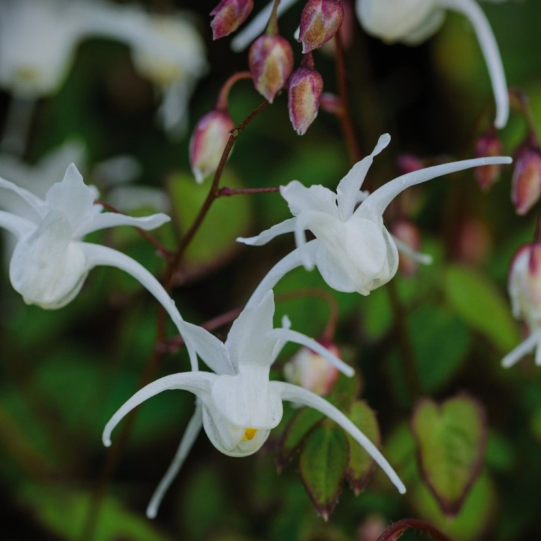 Epimedium grandiflorum Nanum - Bispehue