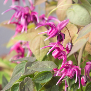 Epimedium grandiflorum Rose Queen - Bispehue