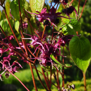 Epimedium grandiflorum Rubinkrone - Bispehue