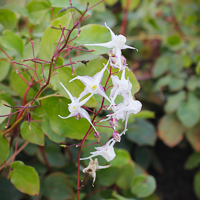 Epimedium grandiflorum White Queen - Bispehue