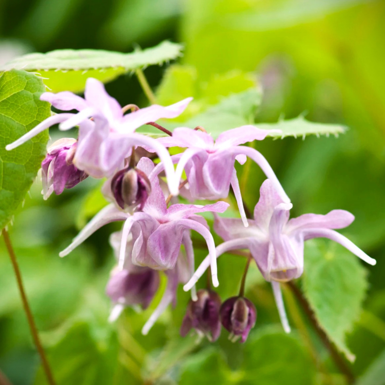 Epimedium leptorrhizum - Bispehue