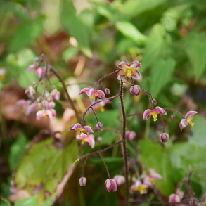 Epimedium x cantabrigiense - Bispehue