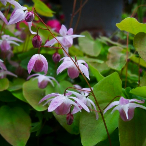 Epimedium x youngianum Typ Zillmer - Bispehue