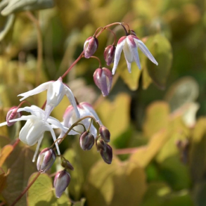 Epimedium x youngianum Yenomoto - Bispehue