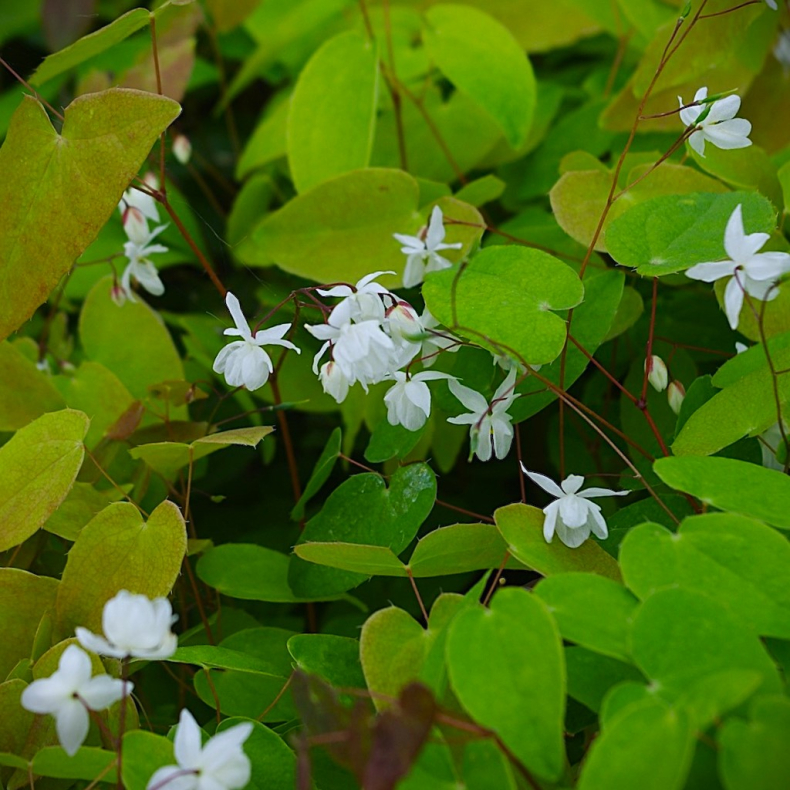 Epimedium youngianum Niveum - Bispehue