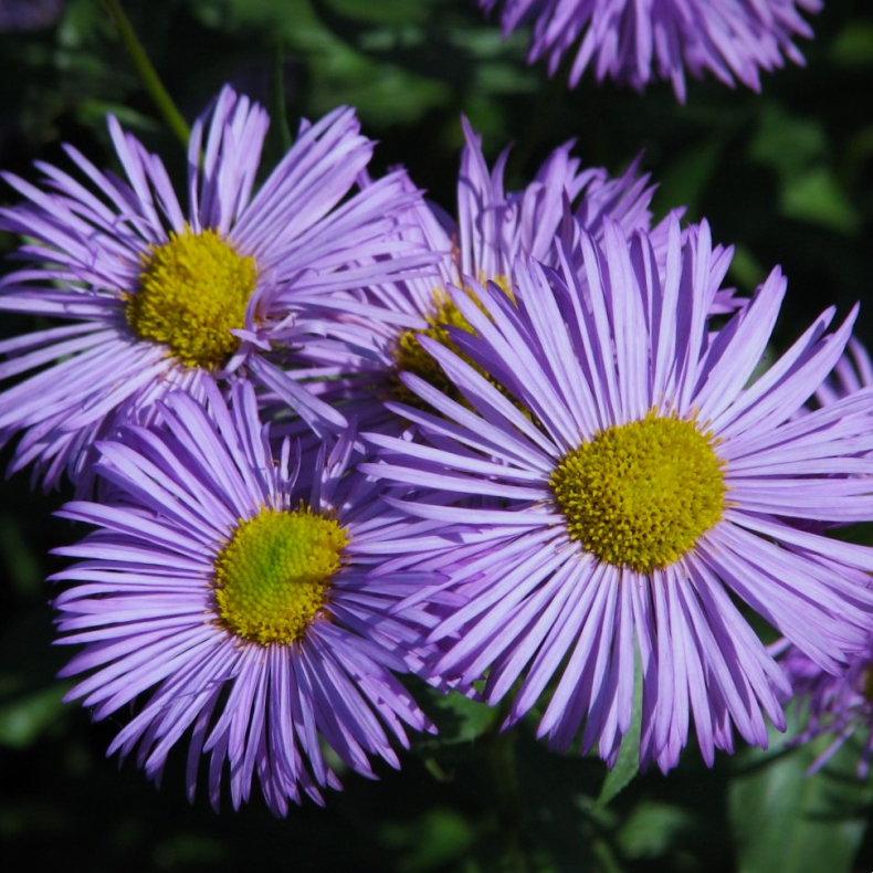 Erigeron  Azure Beauty - Bakkestjerne