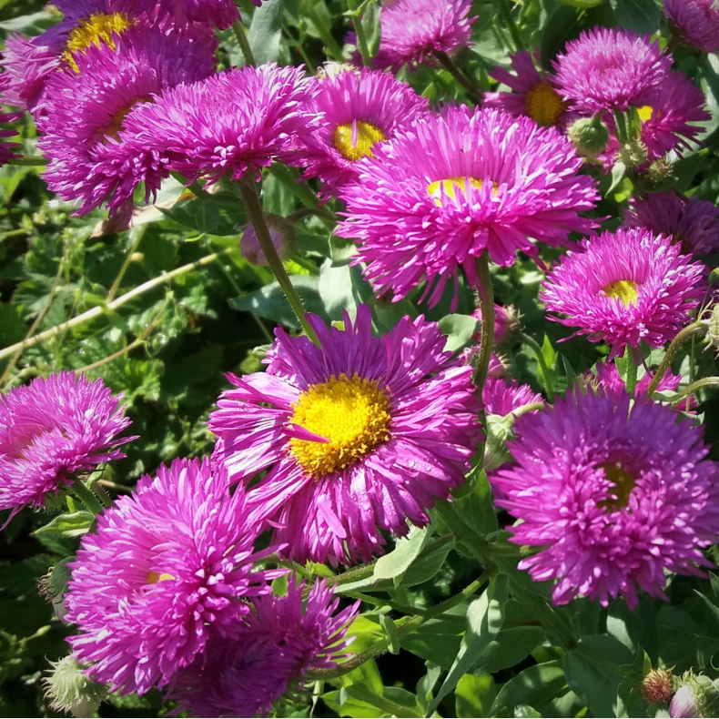 Erigeron Karminstrahl - Bakkestjerne