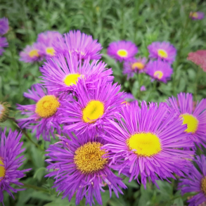 Erigeron Nachthimmel - Bakkestjerne