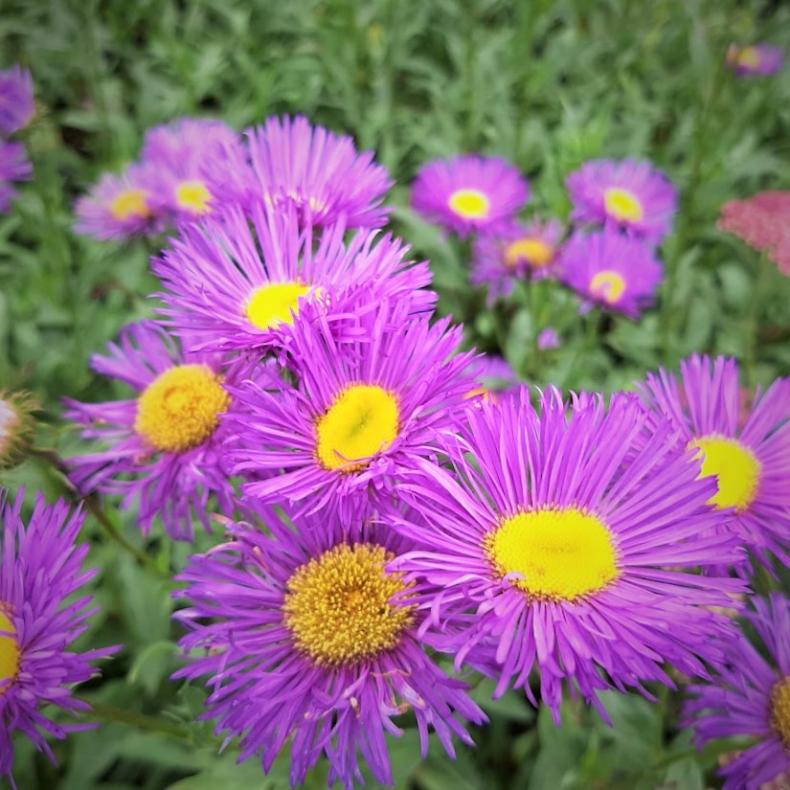 Erigeron Nachthimmel - Bakkestjerne