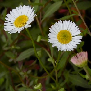 Erigeron hybrida Professor Korodi - Bakkestjerne