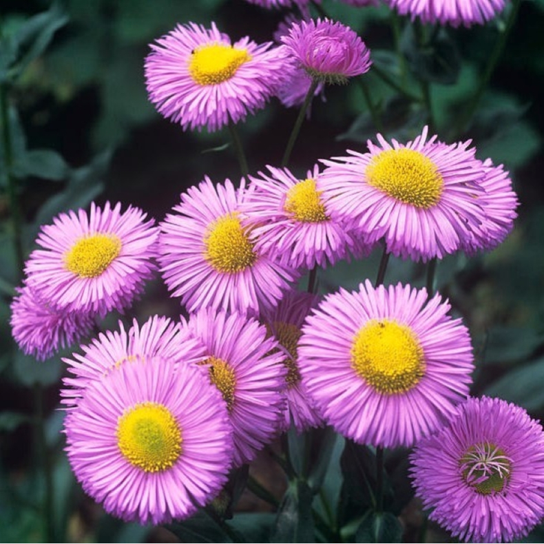 Erigeron Rosa Jewel - Bakkestjerne