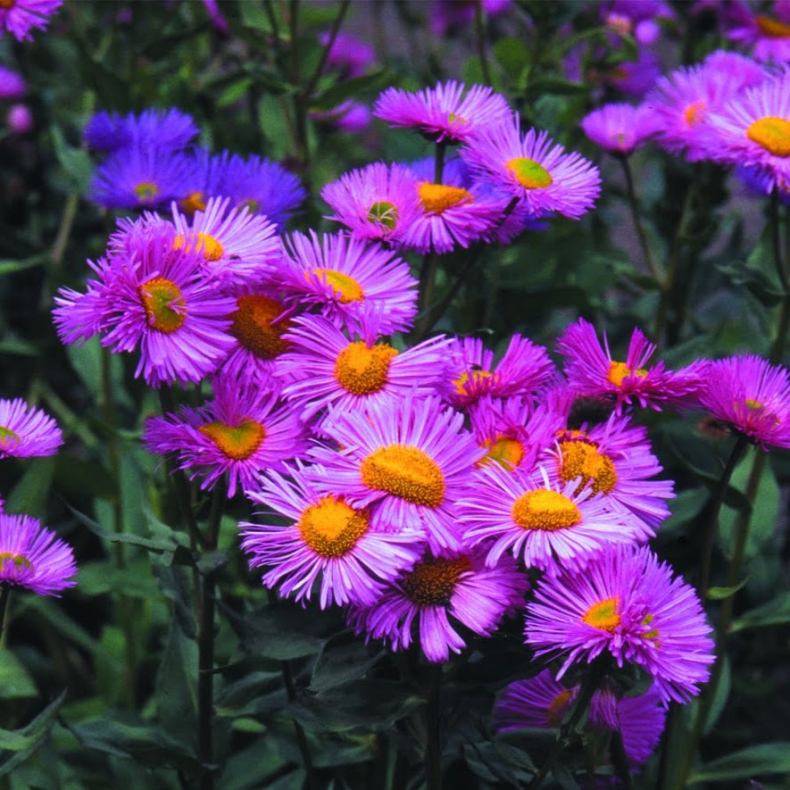 Erigeron Rosa Triumph - Bakkestjerne