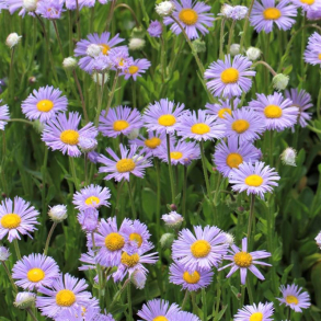 Erigeron hybrida Mrs E.H.Beale - Bakkestjerne