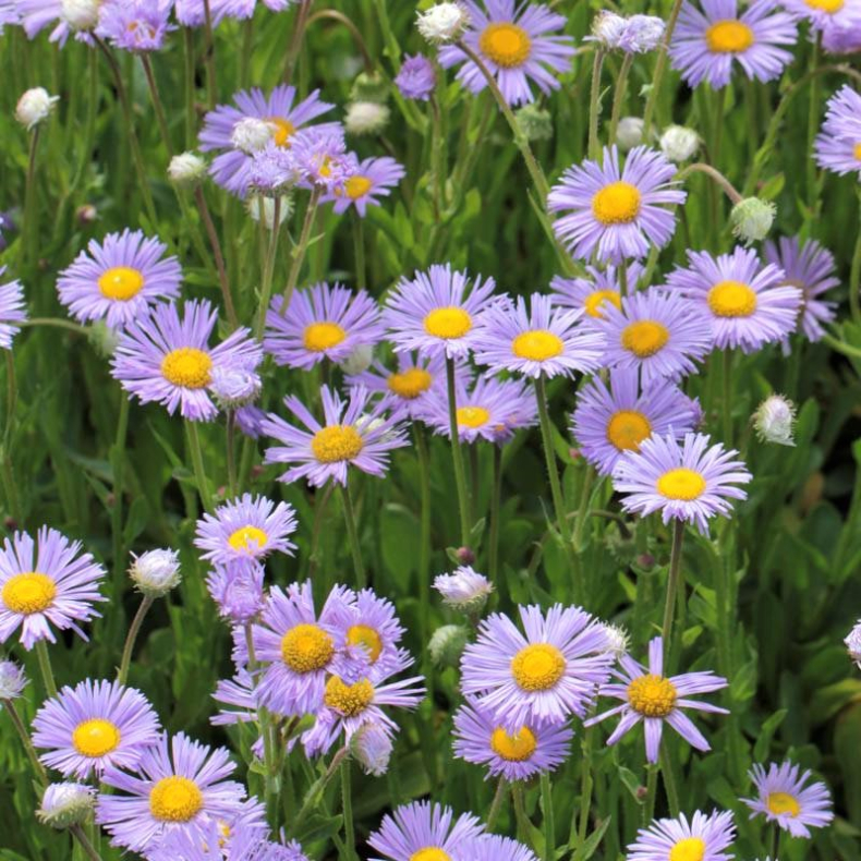 Erigeron hybrida Mrs E.H.Beale - Bakkestjerne