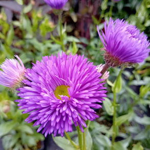 Erigeron Schwarzes Meer - Bakkestjerne