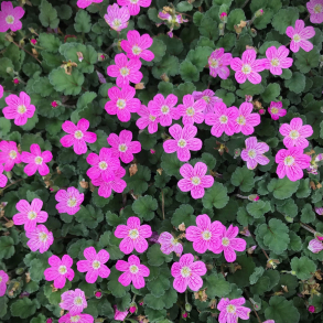Erodium variabile Bishops Form - Hejren�b