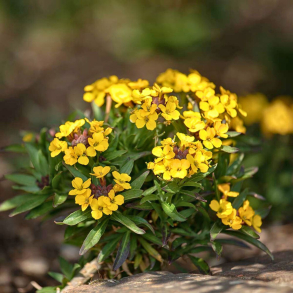 Erysimum cheiri Goldstaub - Gyldenlak