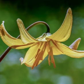 Erythronium Pagoda - Hundetand 3 l�g str. 12/+ ikke i potte