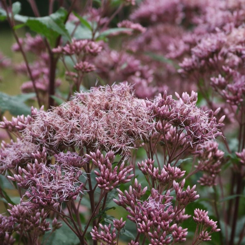 Eupatorium maculatum Mask - Hjortetr�st 2L