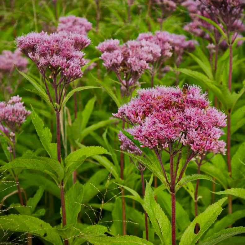 Eupatorium cannabinum Plenum - Hjortetrst