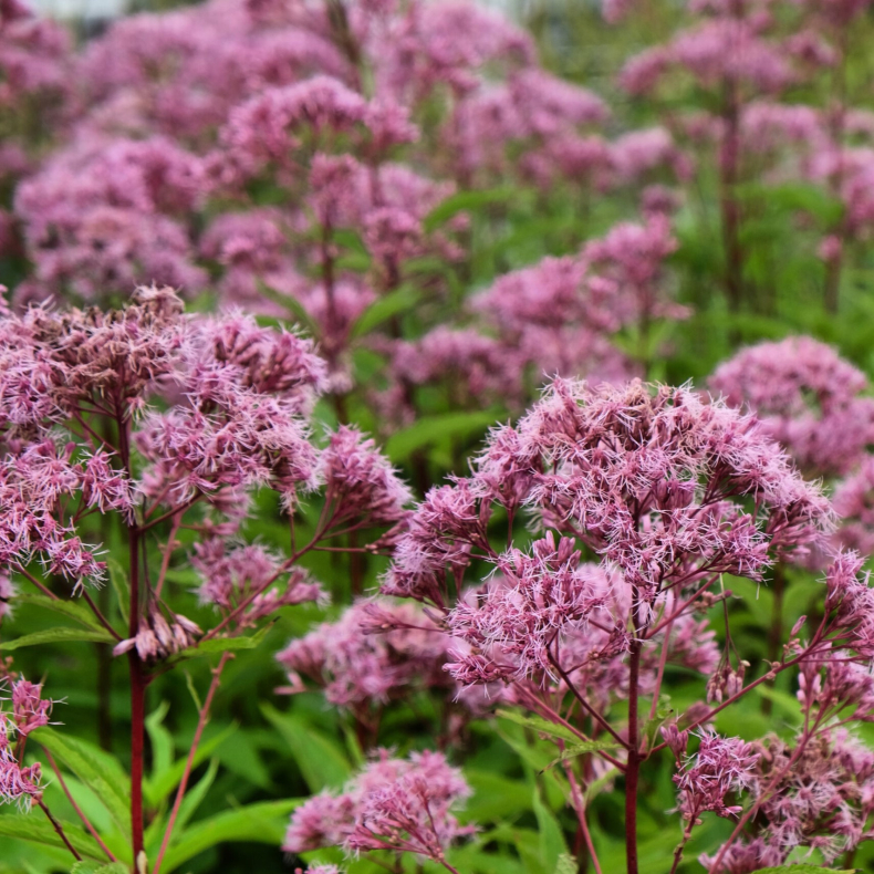 Eupatorium cannabinum - Hamp-hjortetr�st