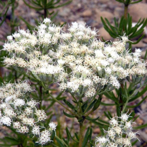 Eupatorium hyssopifolium - Hjortetrst