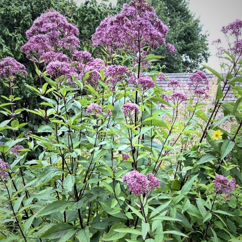 Eupatorium maculatum Atropurpureum - Hjortetrst