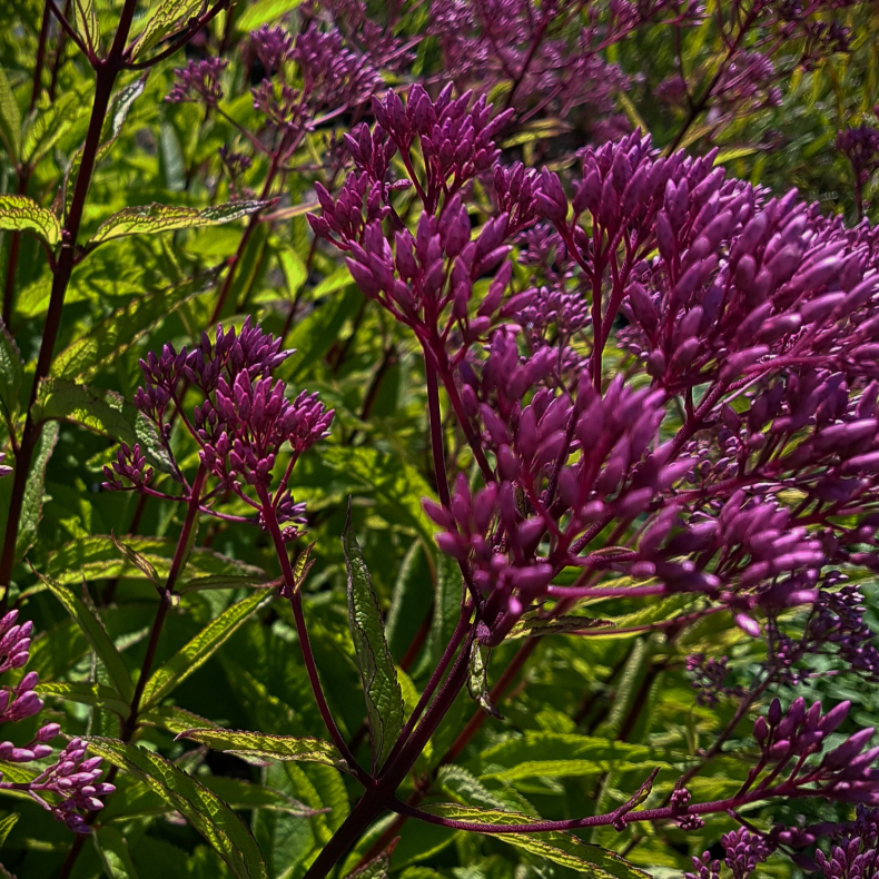 Eupatorium maculatum Baby Joe - Hjortetrst 1L