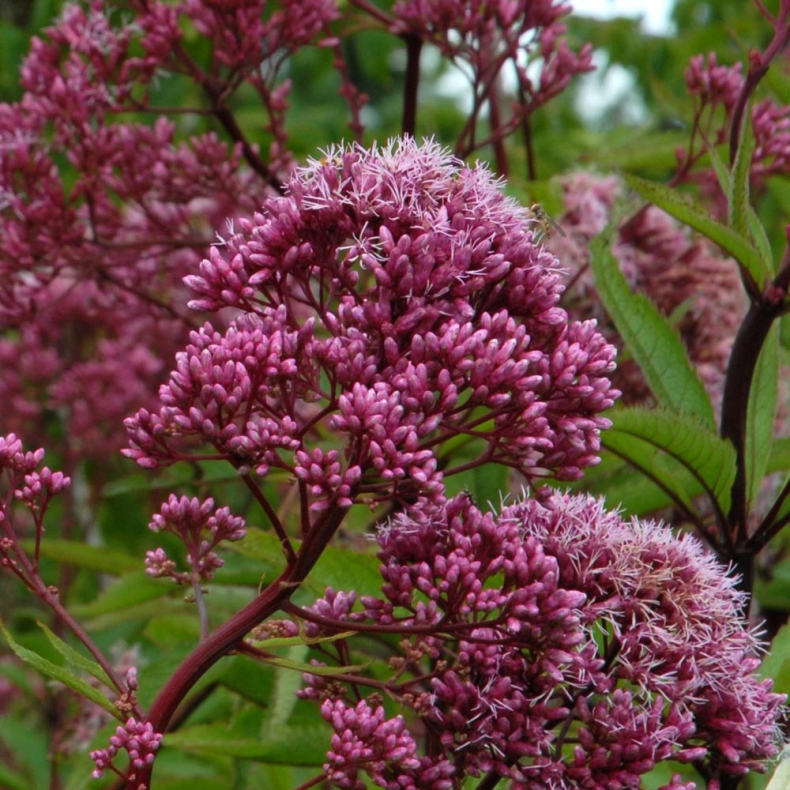 Eupatorium maculatum Gateway - Hjortetrst 2L