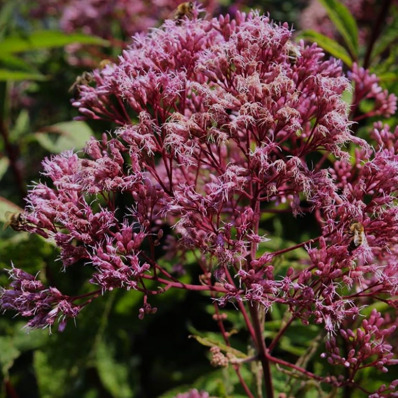 Eupatorium maculatum Red Dwarf - Hjortetrst 1L