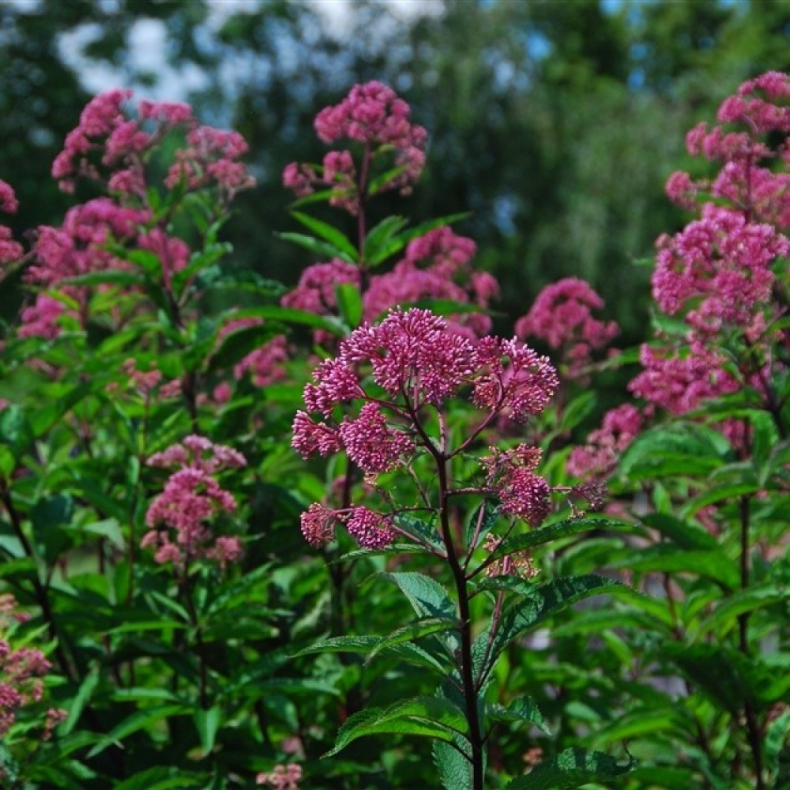 Eupatorium maculatum Riesenschirm  - Hjortetrst 2L
